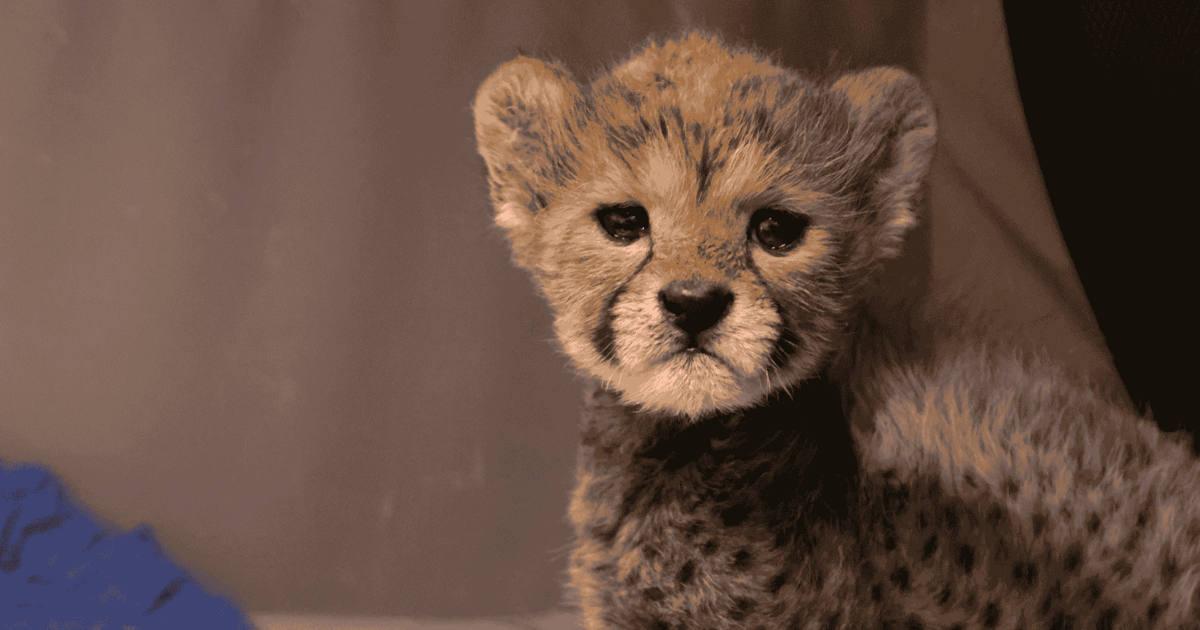 CHEEKY CHEETAH CUB Merrythought チーター14cm Dubbo Zoo welcomes